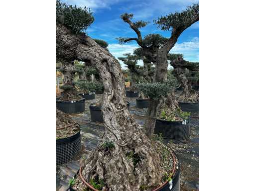  OLEA EUROPEA POM POM SECOLARE  