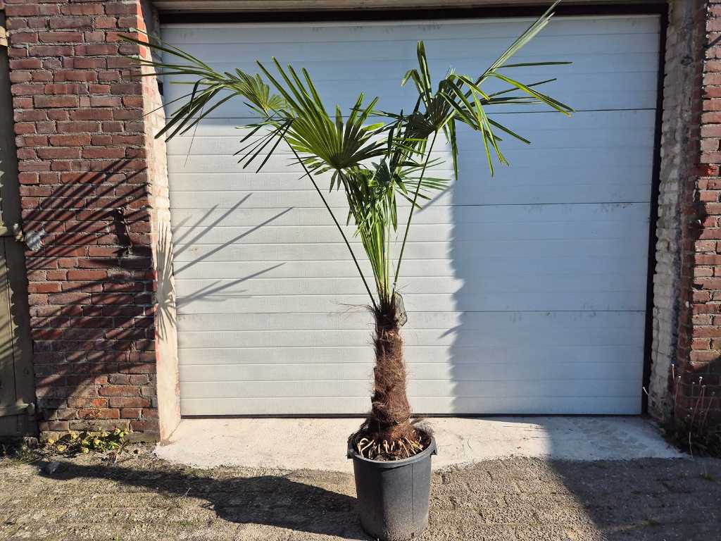 Trachycarpus Fortunei - Chinese Fan Palm - height approx. 180 cm - Hardy to -17