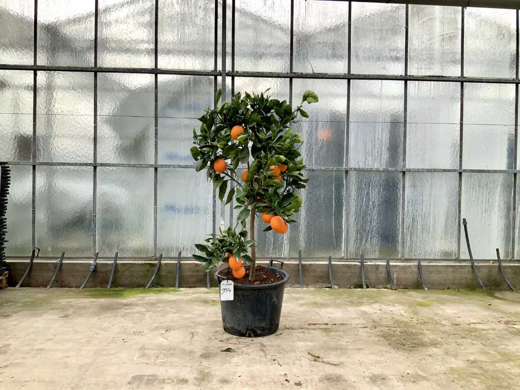 drzewo pomarańczowe (Citrus Sinensis)