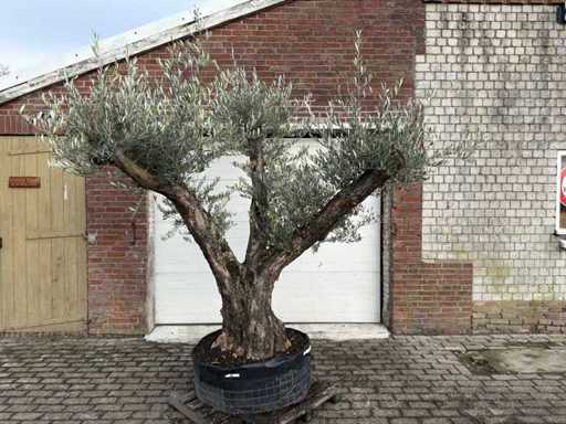 Bonsai drzewa oliwnego Rozgałęzione XL - Olea Europaea - 200 lat - wysokość ok. 280 cm.