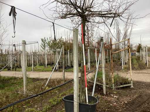 Teiul cu frunze mici - Arbore de acoperiș