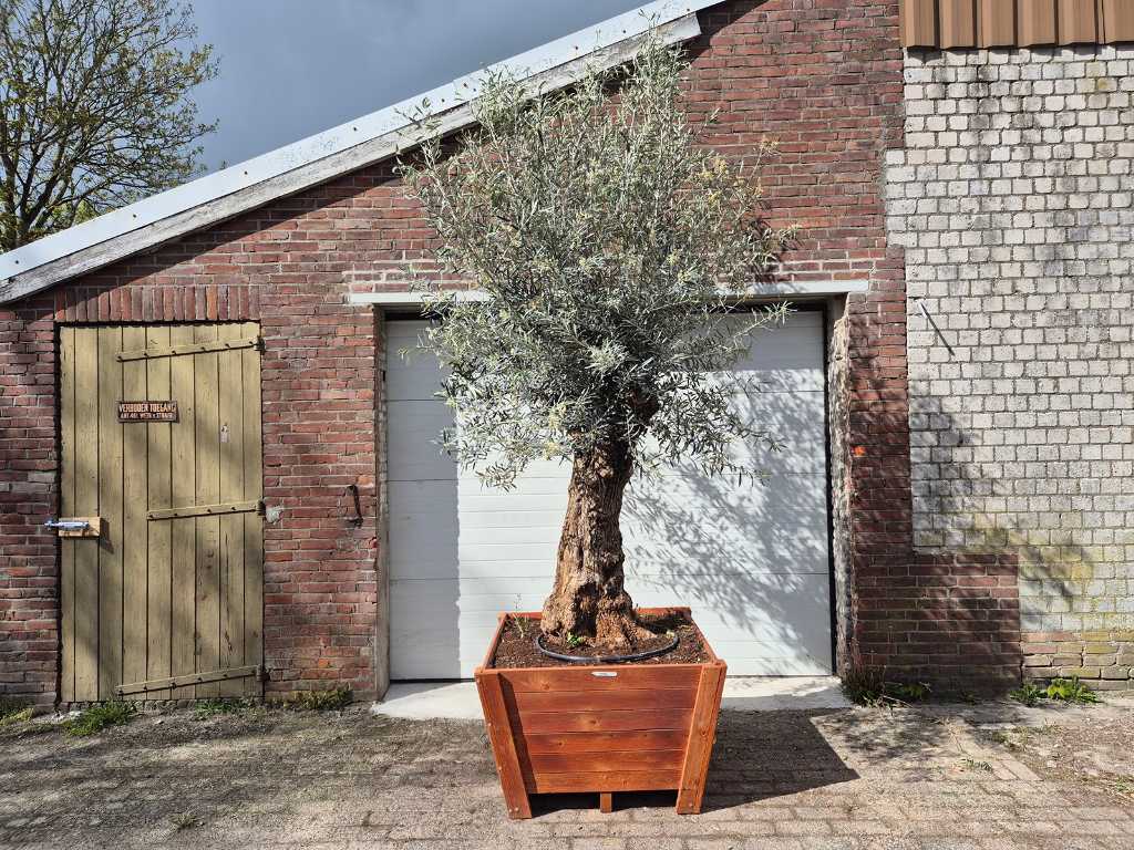 Olive tree in hardwood planter - Olea Europaea - height approx. 400 cm