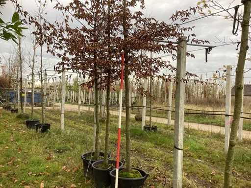 Grab - Parkboom (2x)