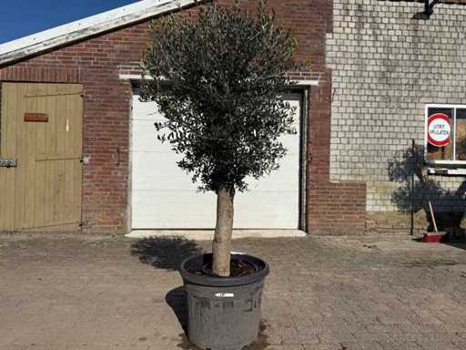 Olive Tree Round Ball M - Olea Europaea - Height approx. 170 cm