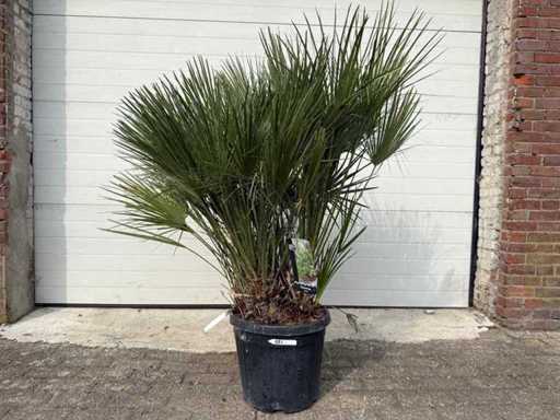Palmier nain européen - Chamaerops humilis - Taille environ 150 cm