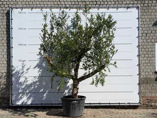Pomegranate M - Punica Granatum M - height approx. 290 cm