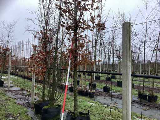 Grab – drzewo topiary