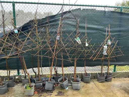 Mix Fruit / Fruit Tree (14x)