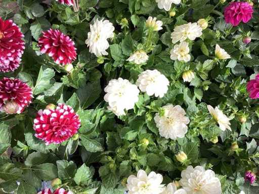 Dahlia mix (100x)