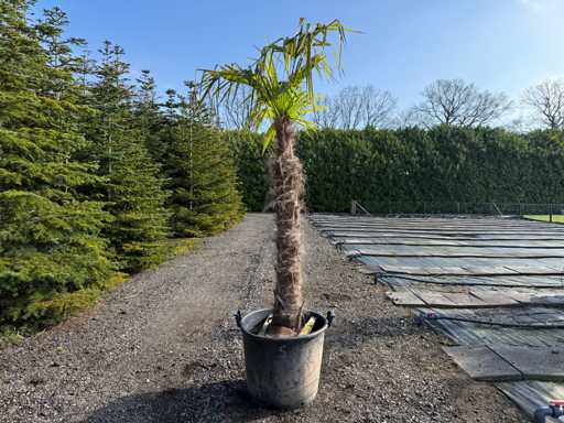 Trachycarpus Fortunei - Palm Tree 230cm