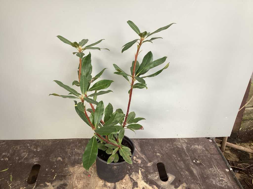 50 Rhododendron ponticum
