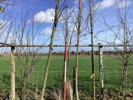 Ciliegio Ornamentale Giapponese - Albero a più steli