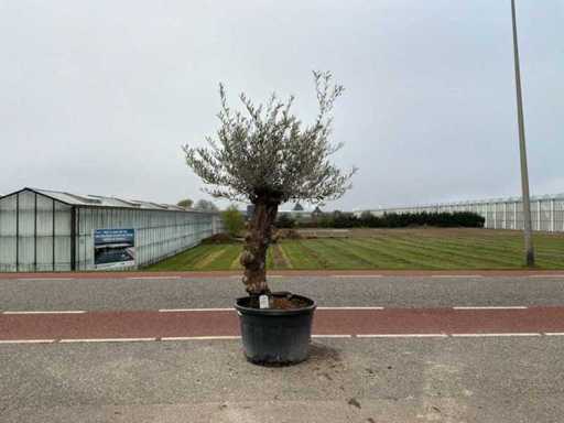 Olivenbaum (Olea Europaea Lessini)