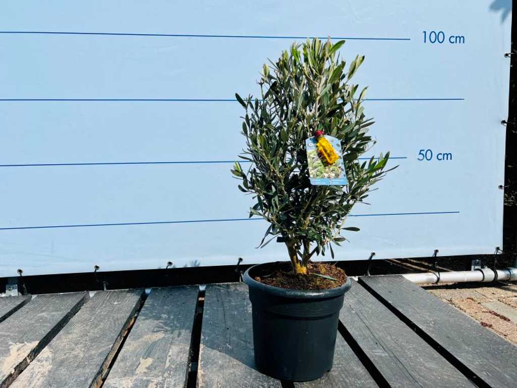 olive bush 70/90cm