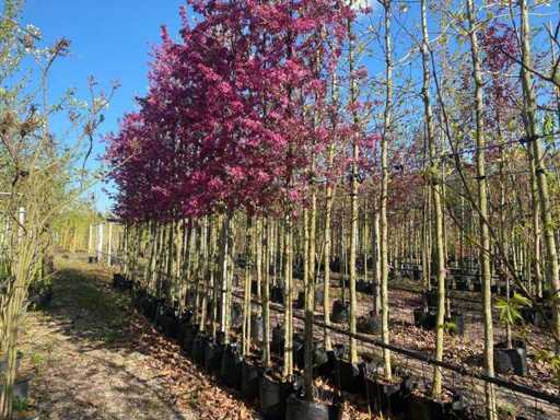 Rode Sierappel - Park Trees (5x)