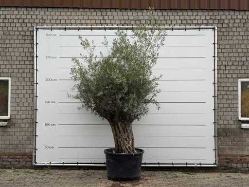 Bonsai d'ulivo - Olea Europaea - circa 80 anni - altezza circa 280 cm