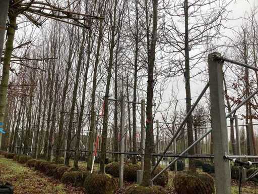 Żółty buk kolumnowy – drzewo o kształcie