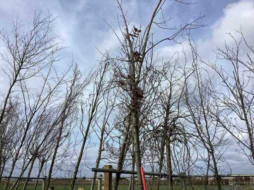 Sockel-Eiche – Zierbaum