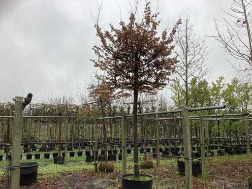 Krawędzik sześcienny – drzewo topiary