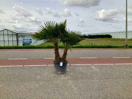Podwójny pień palmy (Trachycarpus Fortunei)