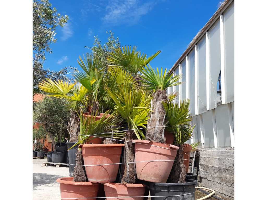 EXcelsa Potted Palm Trees (25x)