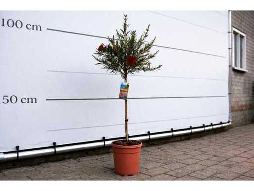 Lampepoetser - Callistemon 'Splendens' op Stam - Lentebloeier - hoogte ca. 100 cm
