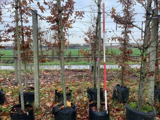 Platan – Drzewo topiary