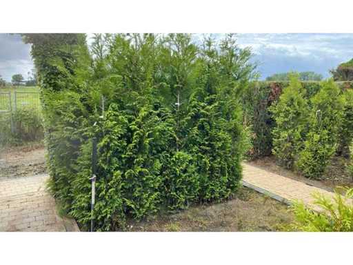 Coniferen Thuja Artrovirens 200 cm Haag (11x)