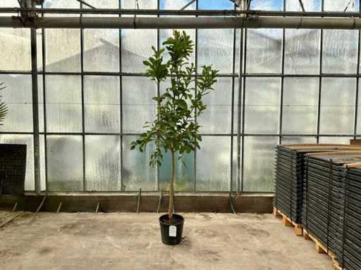 Main de Bouddha (Citrus Medica)