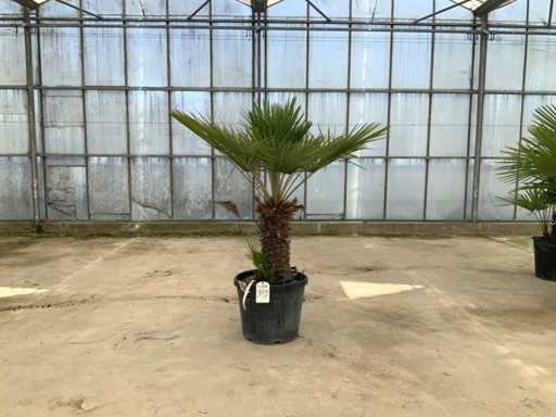 Palm tree multi-stemmed (Chamaerops Humilis)