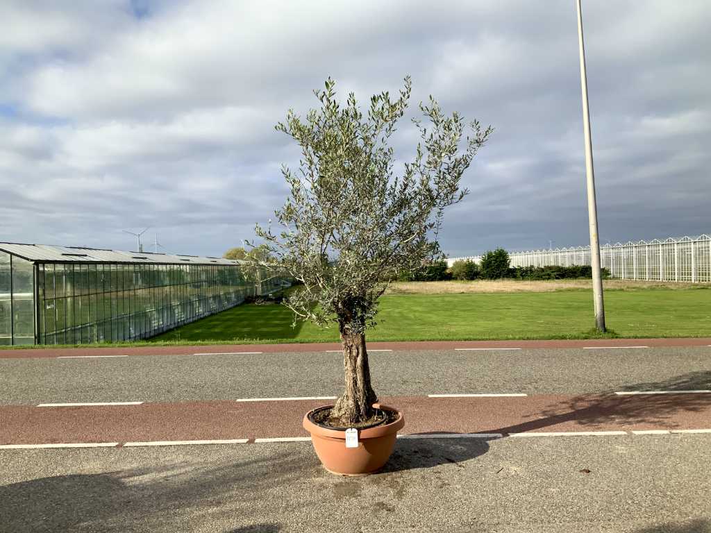 măslin din coajă de bonsai (Olea Europaea Lessini)