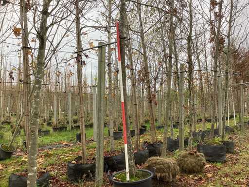 D?b bagienny - Parkboom