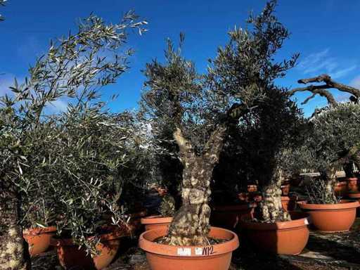 Olive Trees in Pots ( 3x)