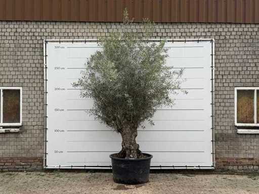 Bonsaï d’olivier - Olea Europaea - environ 80 ans - hauteur environ 280 cm