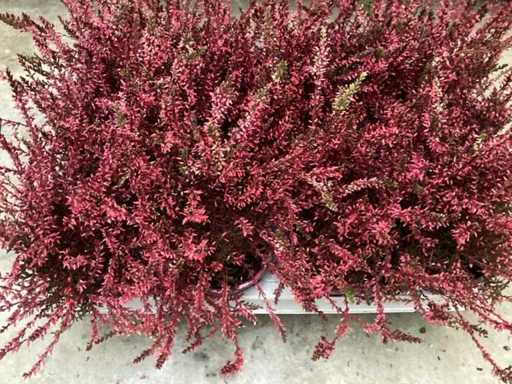 Calluna (100x)