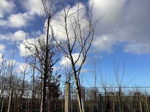 Rode Esdoorn - Vormboom