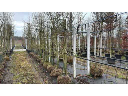 Elstar-Apfel – Obst-/Obstbaum