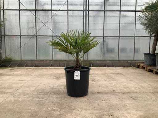 Palma (Trachycarpus fortunei)