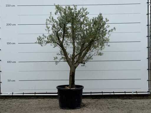 Ulivo Tronco liscio ramificato - Olea europaea - circa 40 anni - altezza circa 240 cm