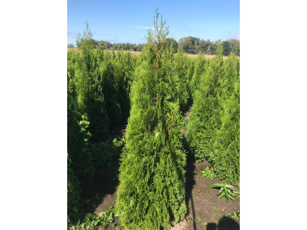 Drzewo iglaste Thuja Emerald 175-200 cm (30x)