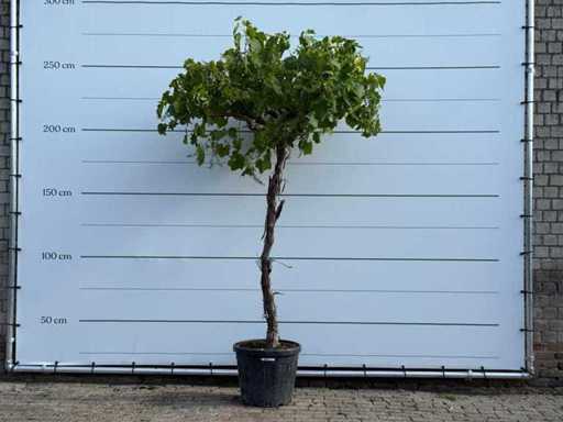 Plantă de viță de vie înălțime - Vitis Vinifera - înălțime aprox. 260 cm