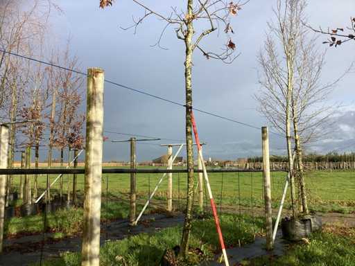 D?b bagienny - Parkboom