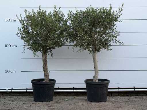 2x Olive tree Florida - Olea Europaea - approx. 25 years old - height approx. 160 cm