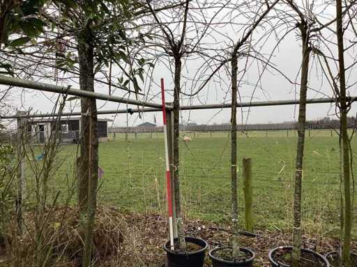 Cireș ornamental plângător - Copac în formă