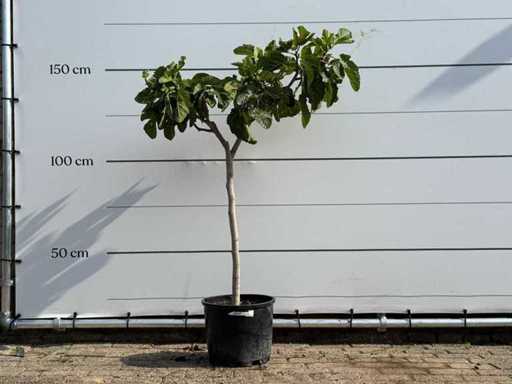 Fig tree - Ficus Carica - height approx. 160 cm