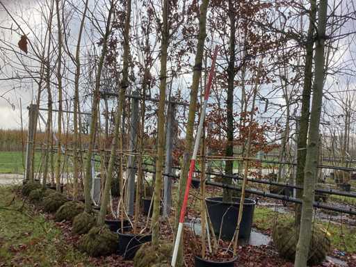 Wierzba ?ó?ta – drzewo parkowe