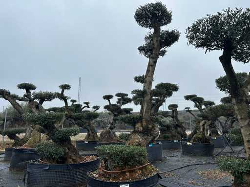 Olijfboom - Olea Europea Pom Pom Secolare