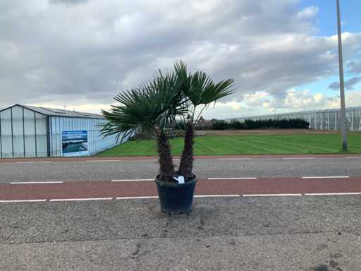 Palmboom meerstammig (Trachycarpus Fortunei)