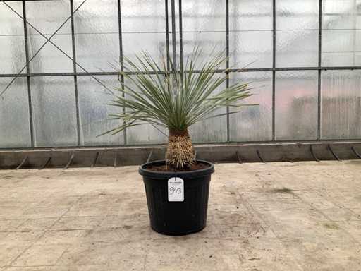 Palmboom (Yucca Rostrata)