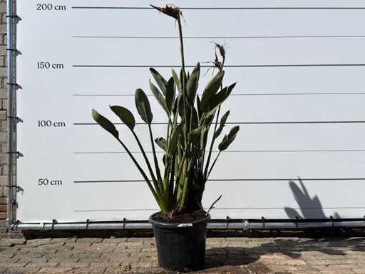 Paradijsvogelplant - Strelitzia Reginae - hoogte ca. 150 cm